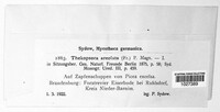 Thekopsora areolata image